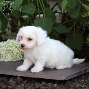 Michelle, Bichon Frise Puppy